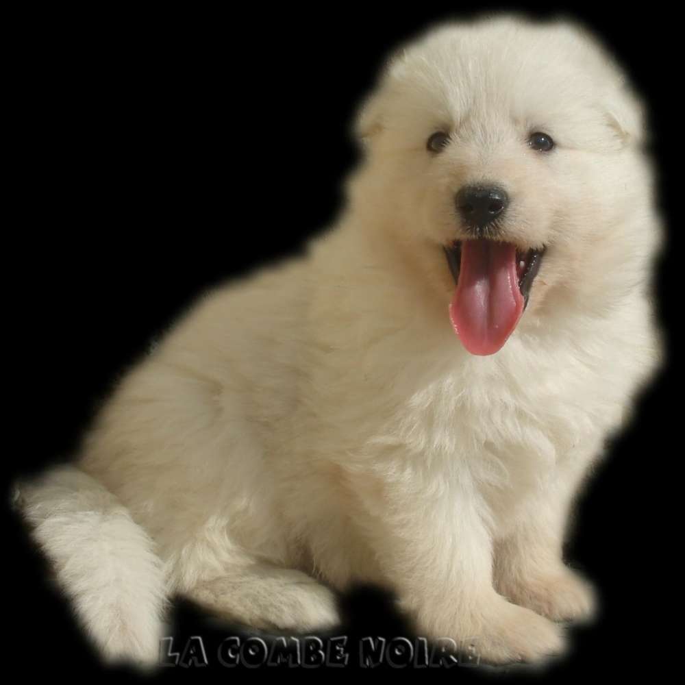 chinooke berger blanc suisse